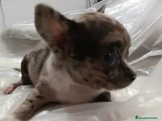 Chihuahua perros Hembra de chihuahua toys - Anuncio 2