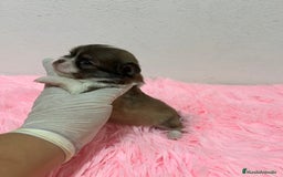 Chihuahua perros en venta: Chihuahua pelo largo  - Imagen 4