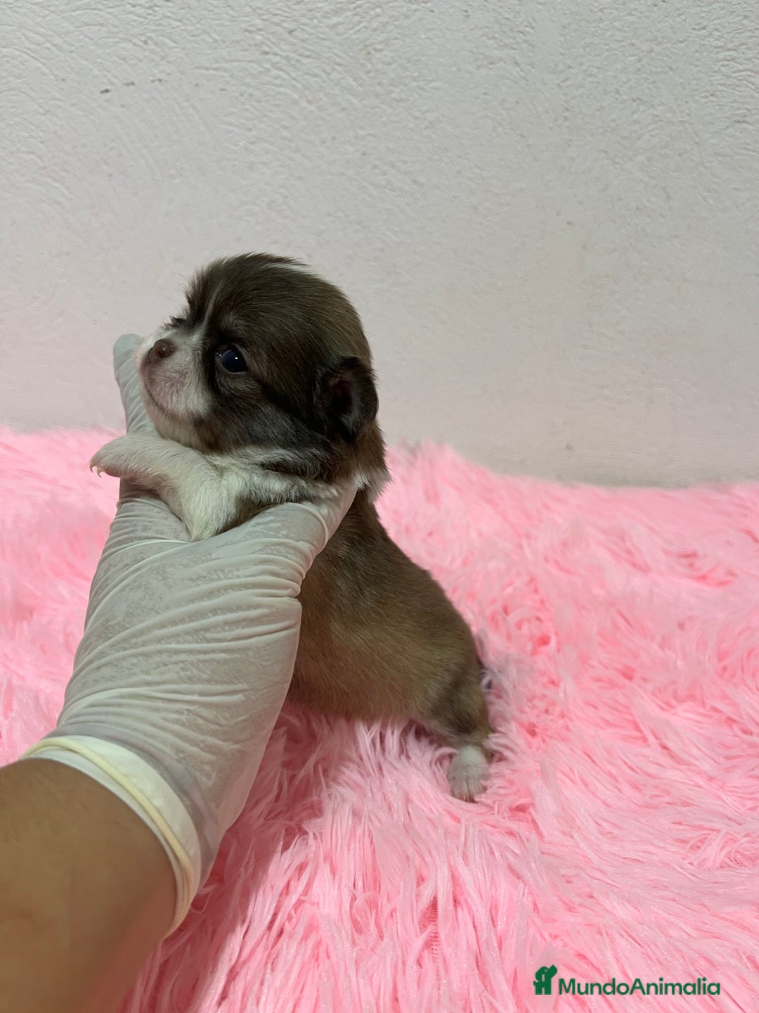Chihuahua perros en venta: Chihuahua pelo largo  - Imagen 4