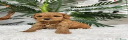 Caniche Enano perros en venta: CANICHE ENANO - Anuncio 14