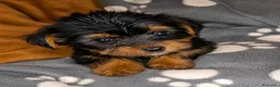 Yorkshire Terrier perros en venta: Yorkshire terrier - Anuncio 1