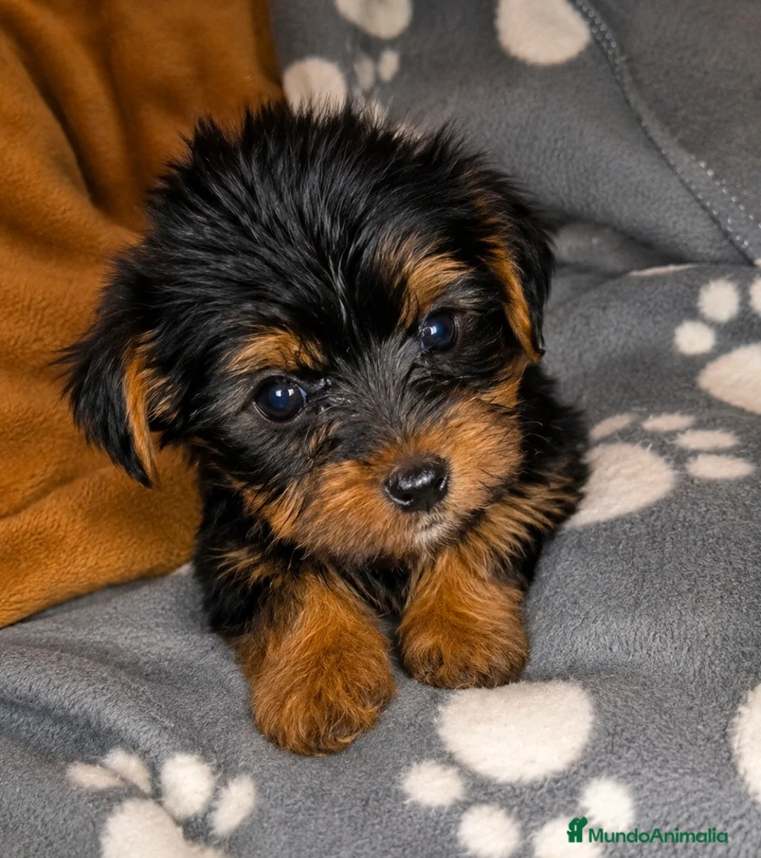 Yorkshire Terrier perros en venta: Yorkshire terrier - Anuncio 1