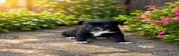 Raza Mixta perros en venta: OPORTUNIDAD. PRECIOSAS HEMBRAS(leer anuncio ) - Anuncio 1