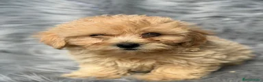 Maltipoo 1