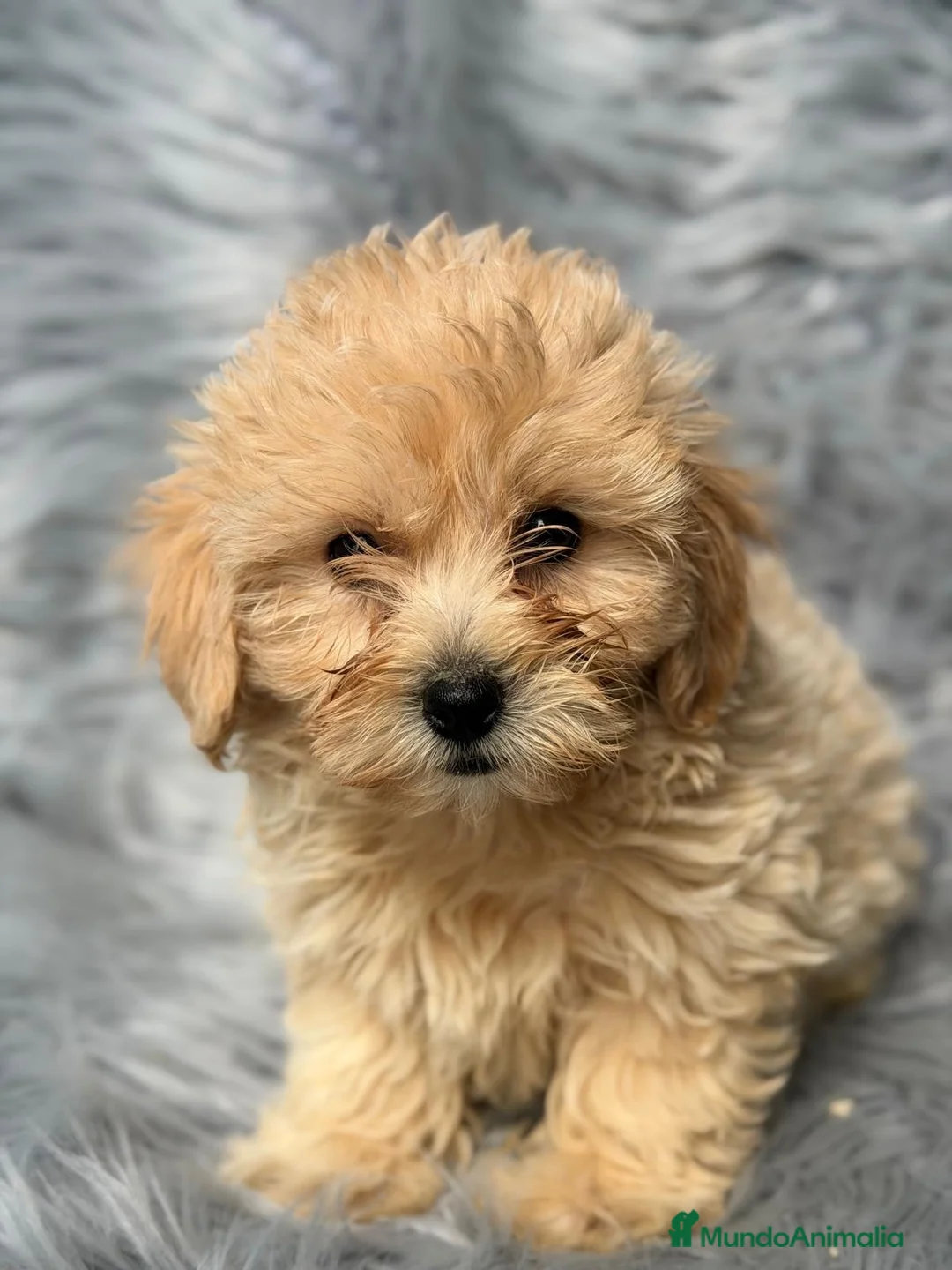 Maltipoo perros en venta: Maltipoo macho - Anuncio 2