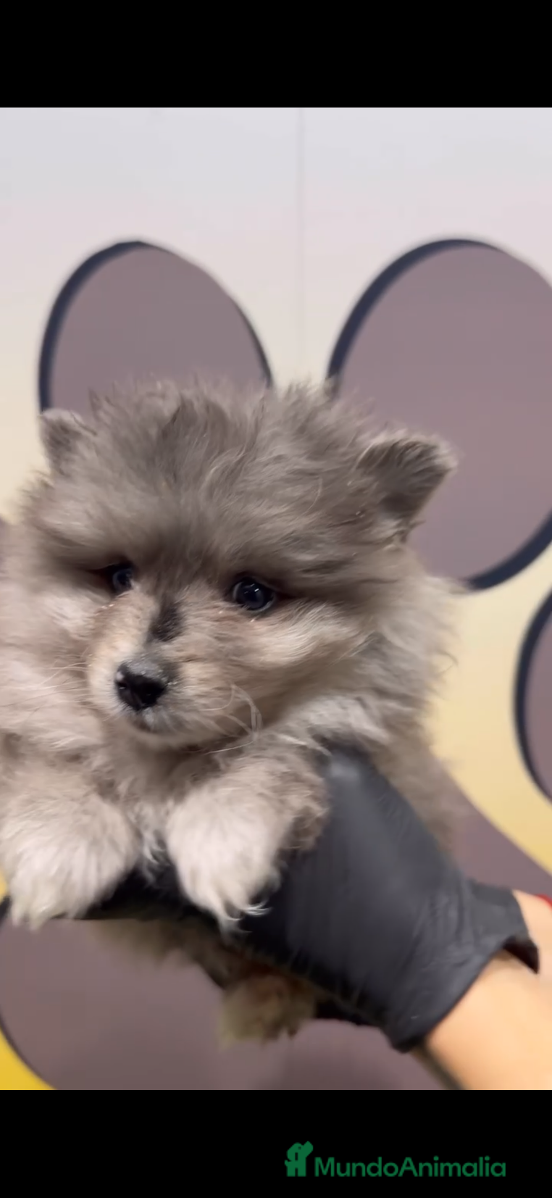 Pomerania perros en venta: Disponibles 3 cachorros pomerania merle - Anuncio 6