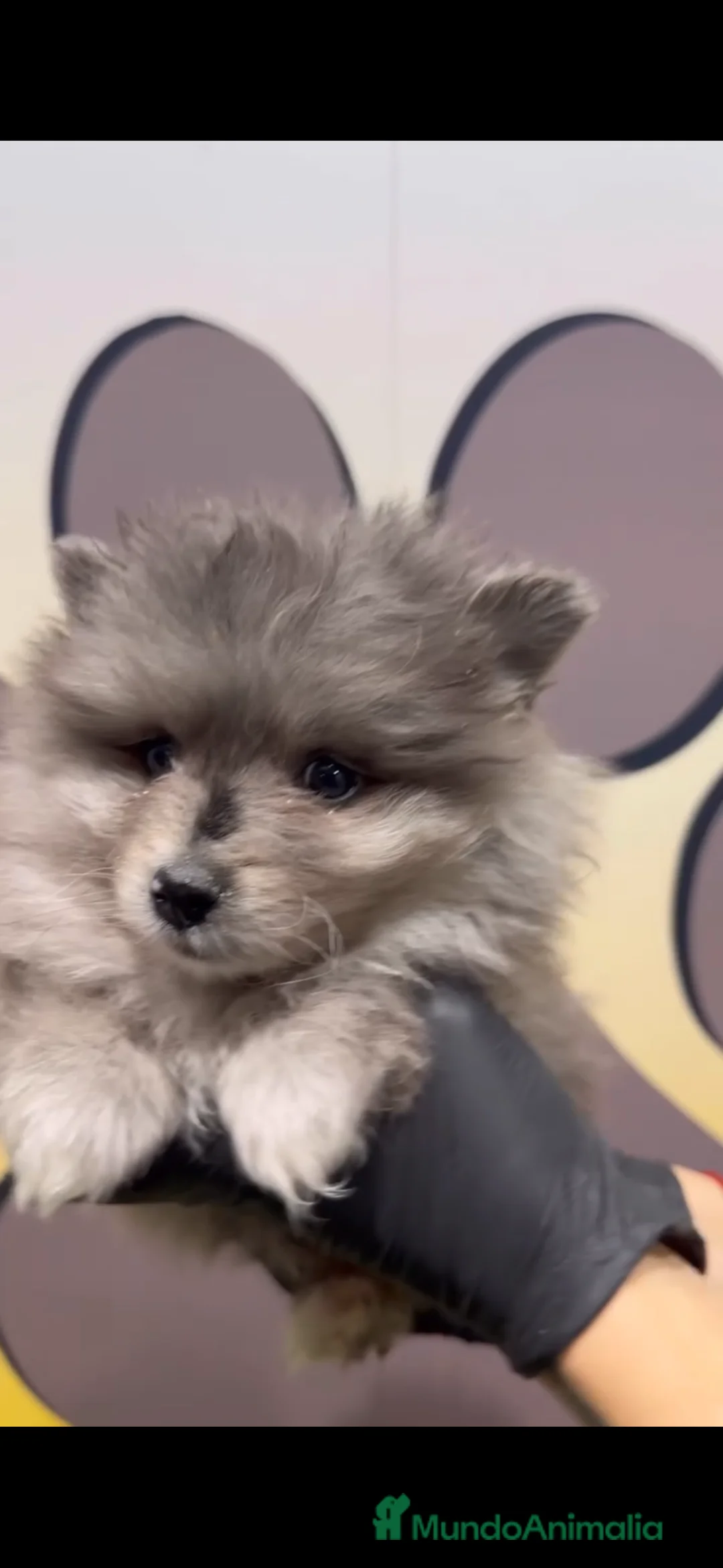 Pomerania perros en venta: Disponibles 3 cachorros pomerania merle - Anuncio 6