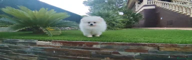 Pomerania 1
