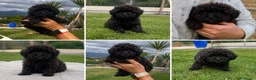 Caniche Toy perros en venta: Hembritas de caniche súper toy - Anuncio 1
