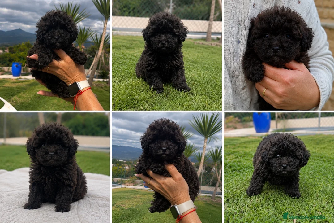 Caniche Toy perros en venta: Hembritas de caniche súper toy - Anuncio 1