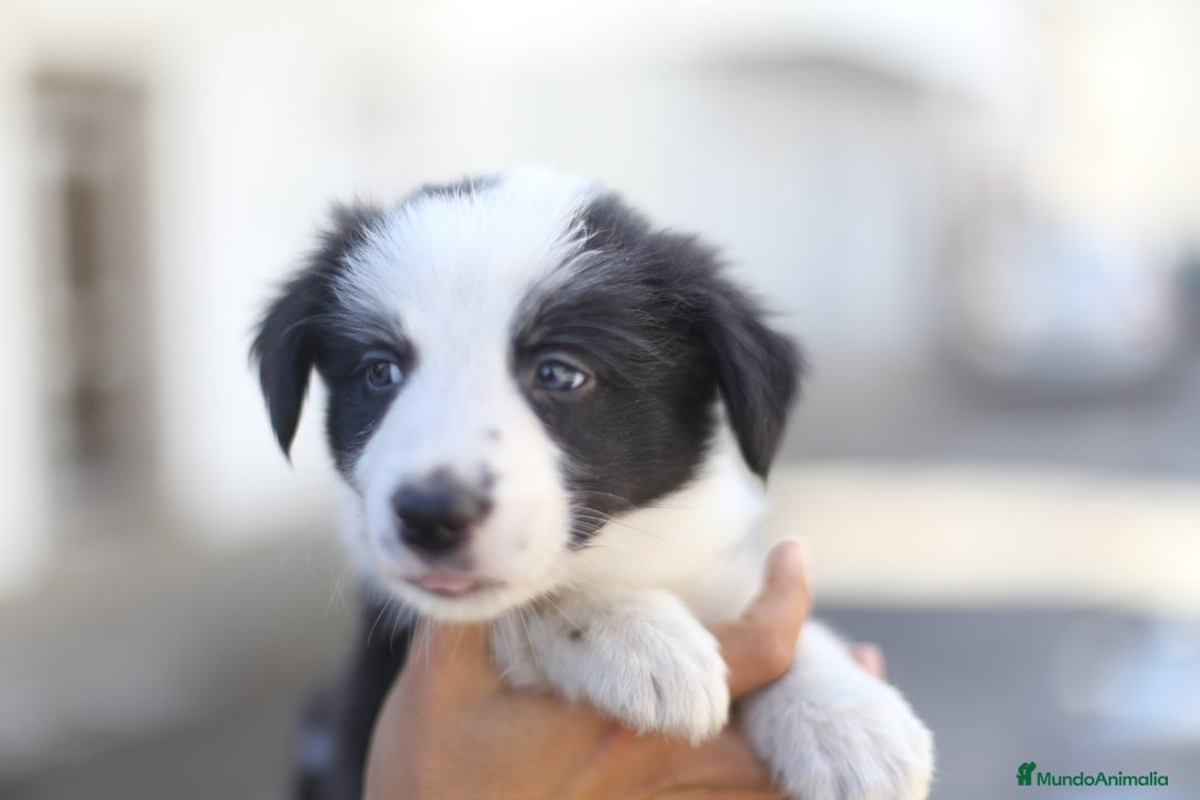 Border Collie perros en venta: Cachorros Border Collie  - Imagen 11