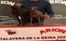 Pequeño Lebrel Italiano perros en venta: Pequeño lebrel Italiano - Imagen 6