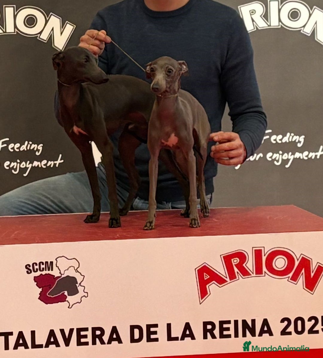 Pequeño Lebrel Italiano perros en venta: Pequeño lebrel Italiano - Imagen 6