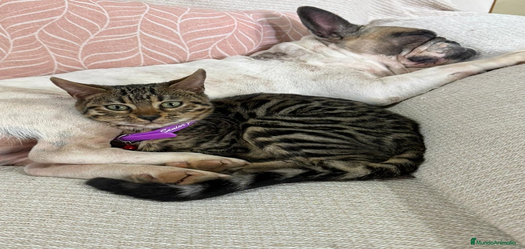 Imagen de galería {{count}}