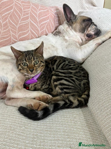 Imagen de galería {{count}}