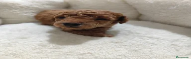 Caniche Toy Cachorro 1