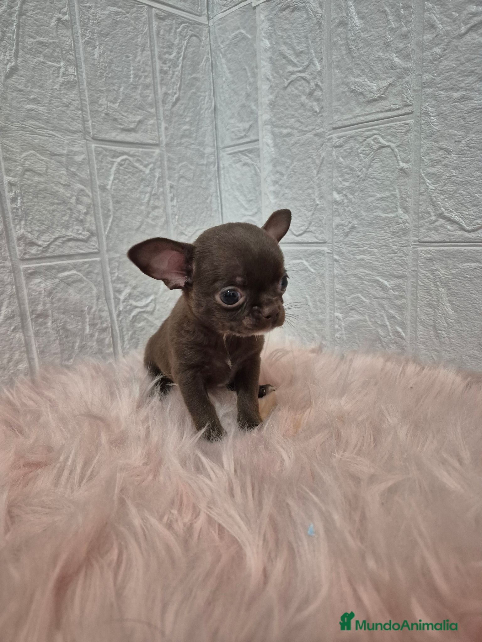 Chihuahua perros Chihuahuas chocolates 🍫 🐾❤️ - Anuncio 1