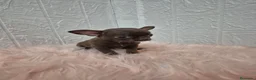Chihuahua perros en venta: Chihuahuas chocolates 🍫 🐾❤️ - Anuncio 1