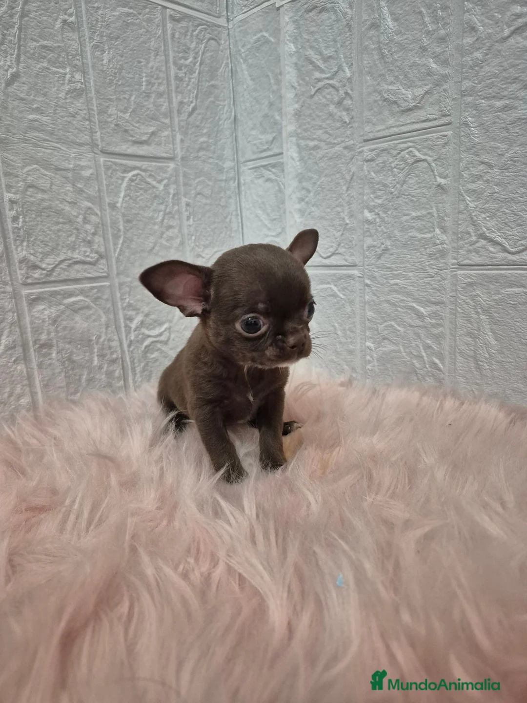 Chihuahua perros en venta: Chihuahuas chocolates 🍫 🐾❤️ - Anuncio 1