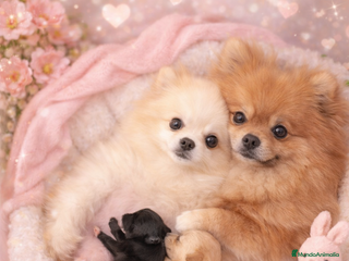 Pomerania perros Pomerania toy - Anuncio 2