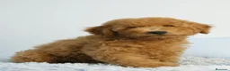 Caniche Enano perros en venta: CACHORRO DE CANICHE ENANO - Anuncio 8