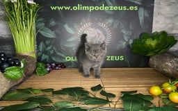 Británico de Pelo Corto gatos en venta: BRITISH SHORTHAIR - Imagen 1