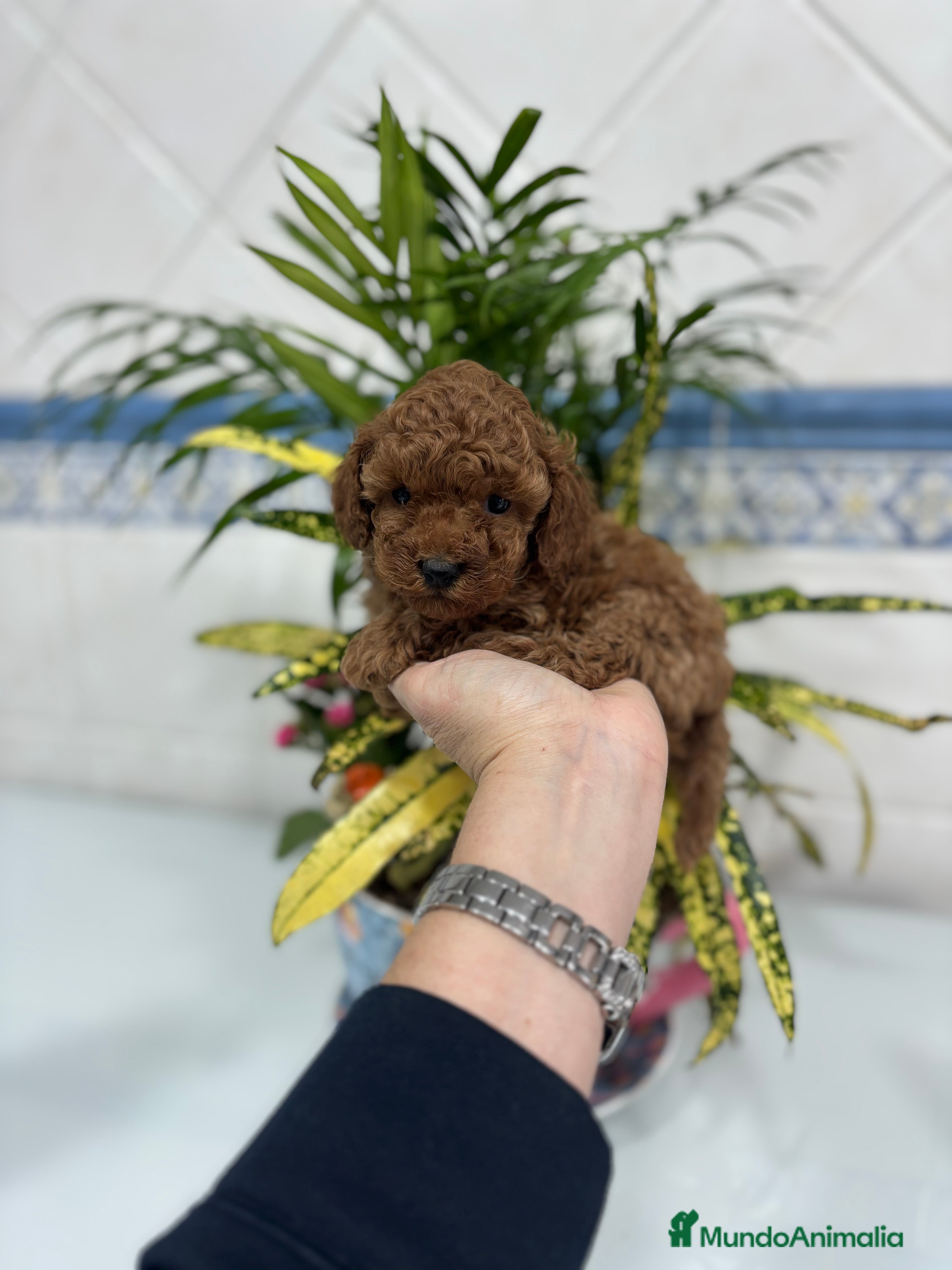 Caniche Toy perros  Caniche toy hembra y macho rojo !! - Anuncio 22