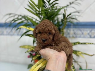 Caniche Toy perros Caniche toy hembra y macho rojo !! - Anuncio 2