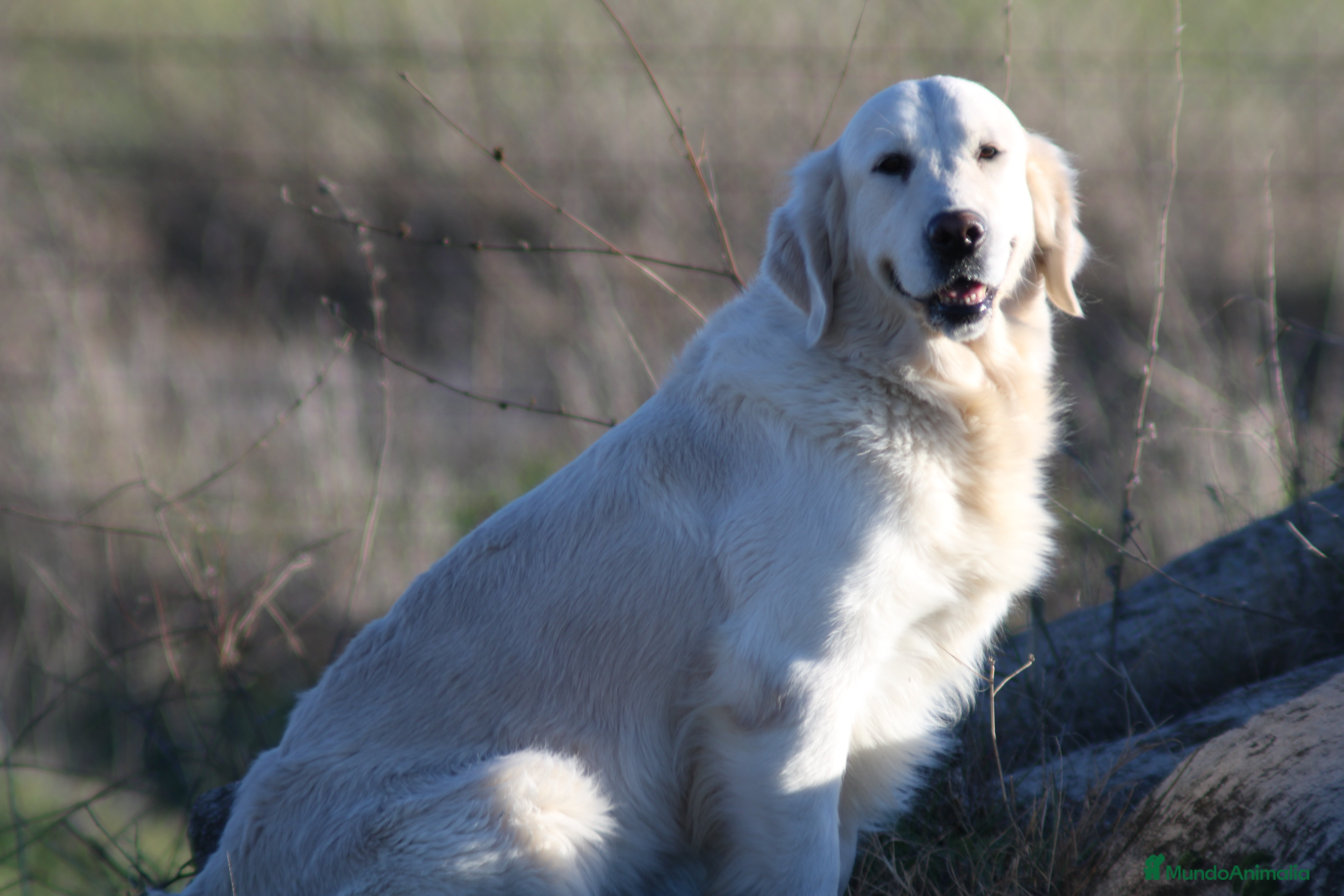 Golden Retriever perros Golden retriever  - Anuncio 2