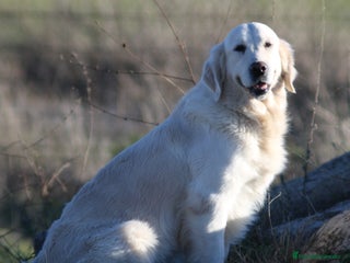 Golden Retriever perros Golden retriever - Anuncio 1