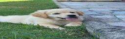 Golden Retriever perros en venta: Golden Retriever - Anuncio 1