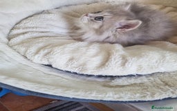 Británico de Pelo Corto gatos en venta: British Chinchilla Lillac - Imagen 3
