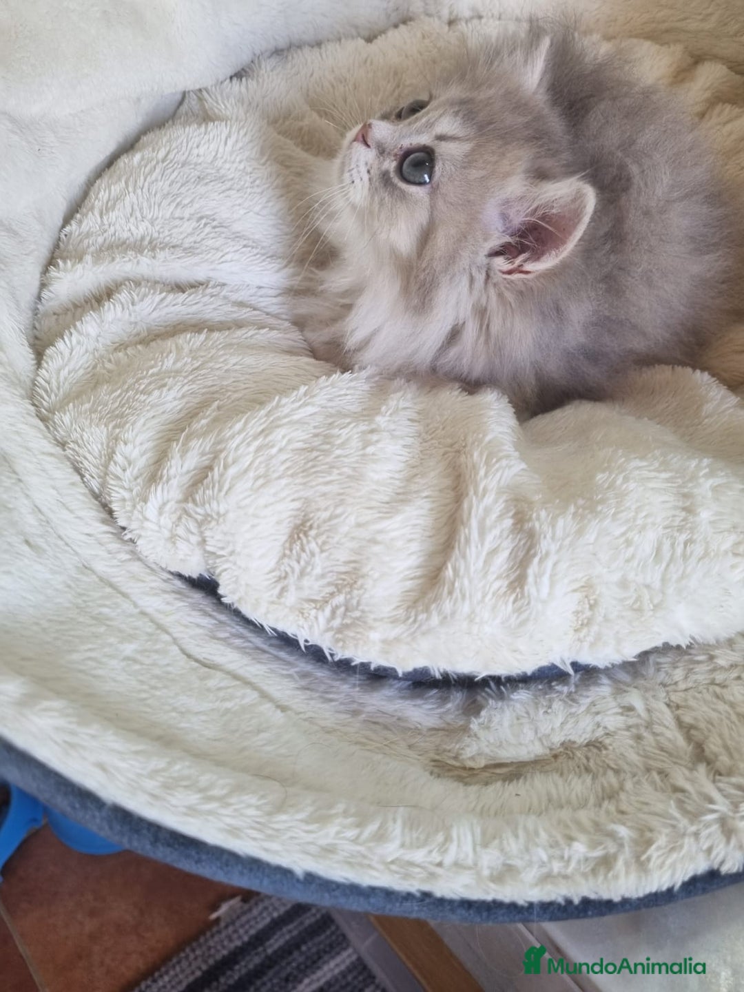 Británico de Pelo Corto gatos en venta: British Chinchilla Lillac - Imagen 3