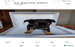 Chihuahua perros en venta: Chihuahuas Línea inglesa cabeza manzana.  - Imagen 3