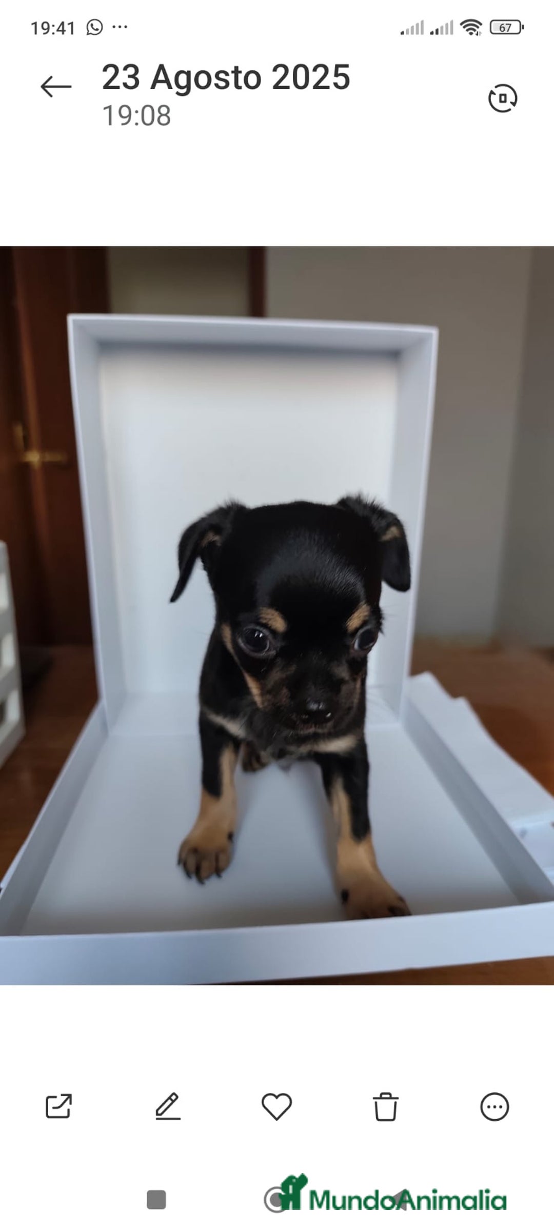 Chihuahua perros en venta: Chihuahuas Línea inglesa cabeza manzana.  - Imagen 3