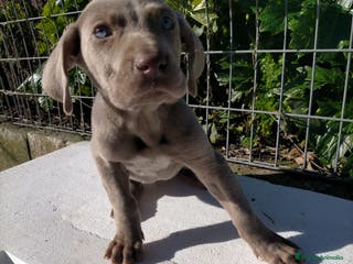 Weimaraner perros Braco de weimar 2 ultimas hembras!! - Anuncio 2