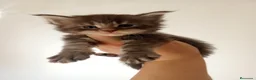 Maine Coon gatos en venta: Maine coon - Anuncio 2