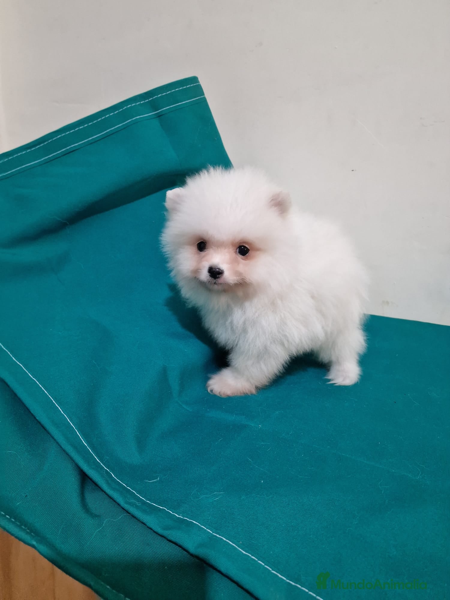 Pomerania perros Pomerania Toy - Anuncio 2