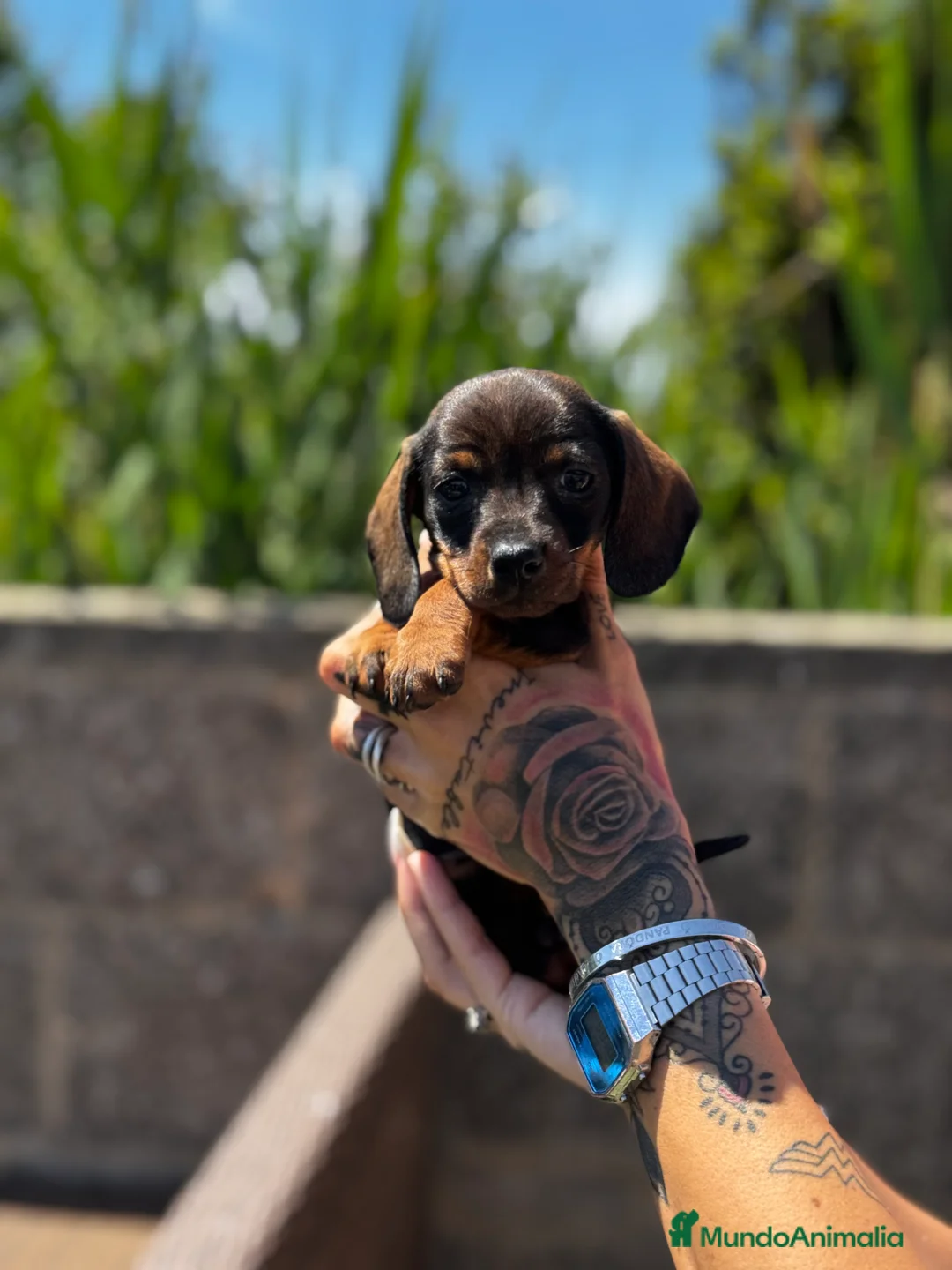 Teckel Miniatura perros en venta: Teckel mni en Illes Balears - Anuncio 12