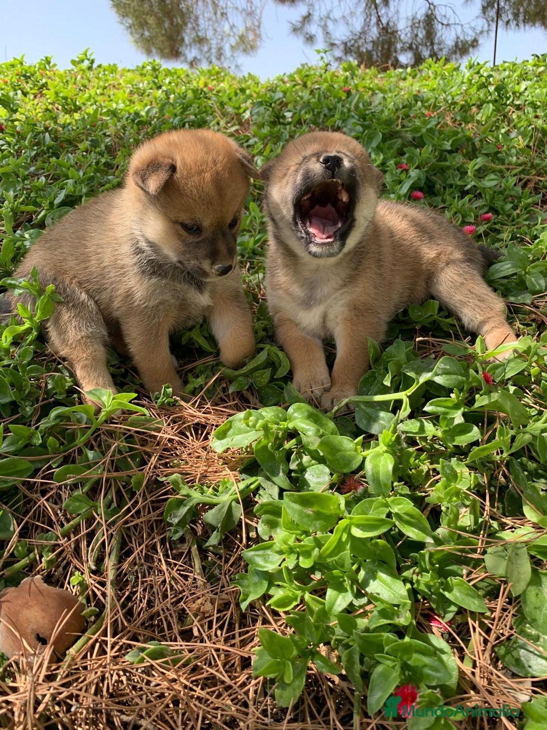 Shiba Inu perros en venta: SHIBA INU - Imagen 15
