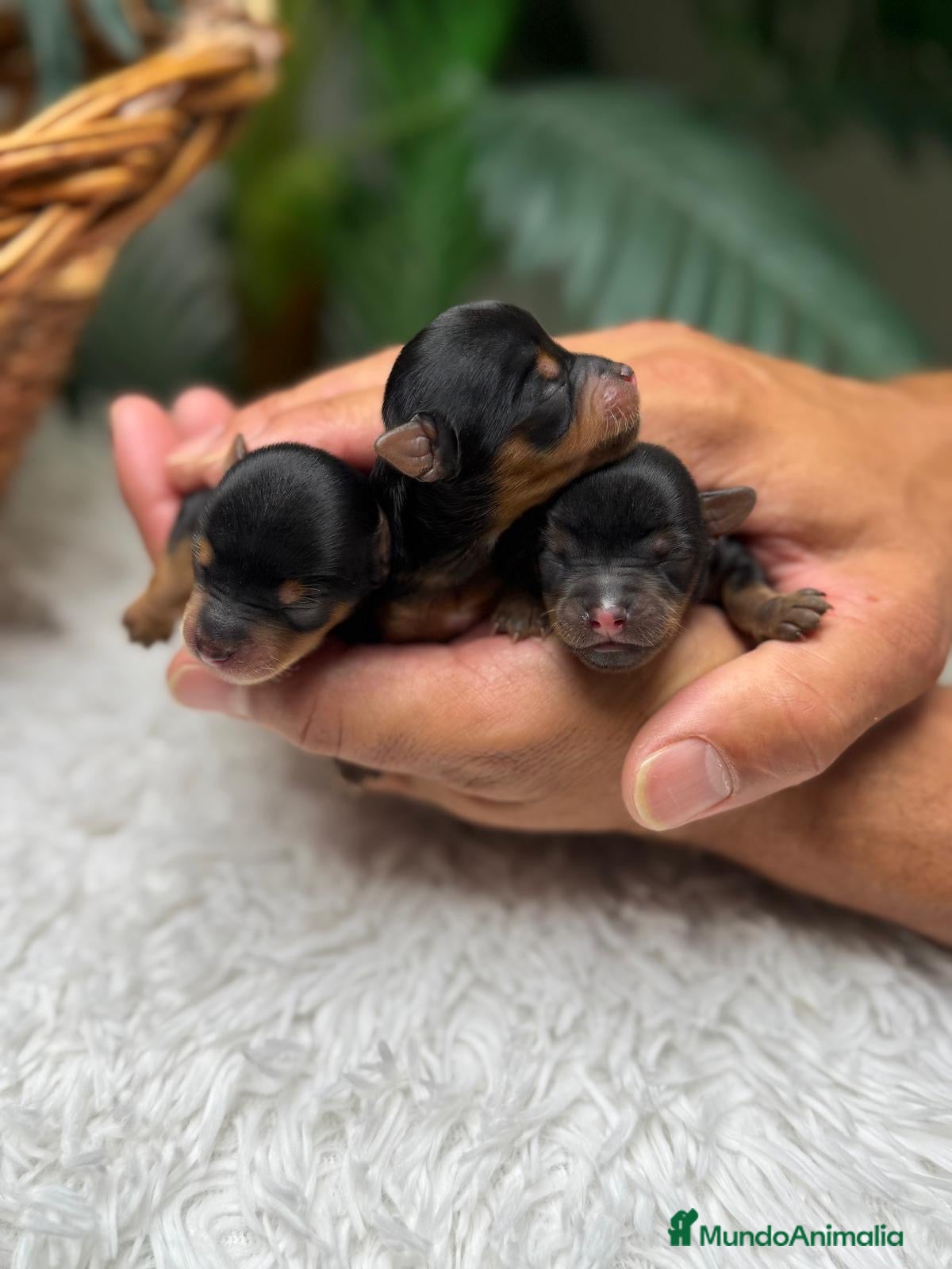 Yorkshire Terrier perros en venta: YORKSHIRE TERRIER - Anuncio 16