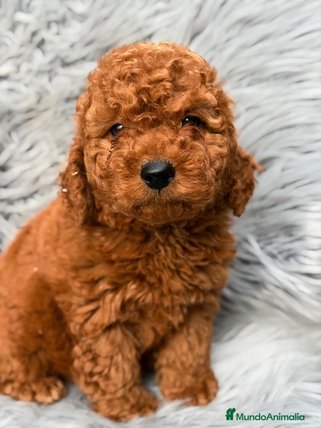 Caniche Mediano perros en venta: Caniche mini  - Anuncio 2