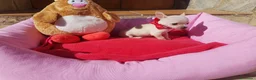 Chihuahua perros en venta: Chihuahua - Anuncio 5