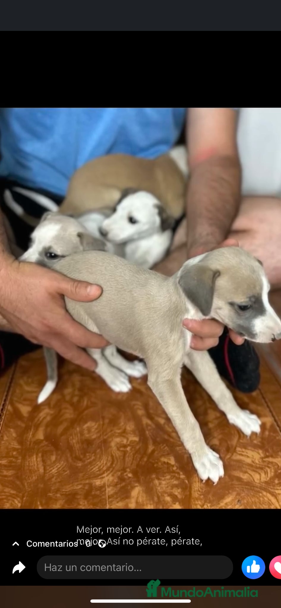Whippet perros en venta: WHIPPET PUPPY  - Anuncio 4