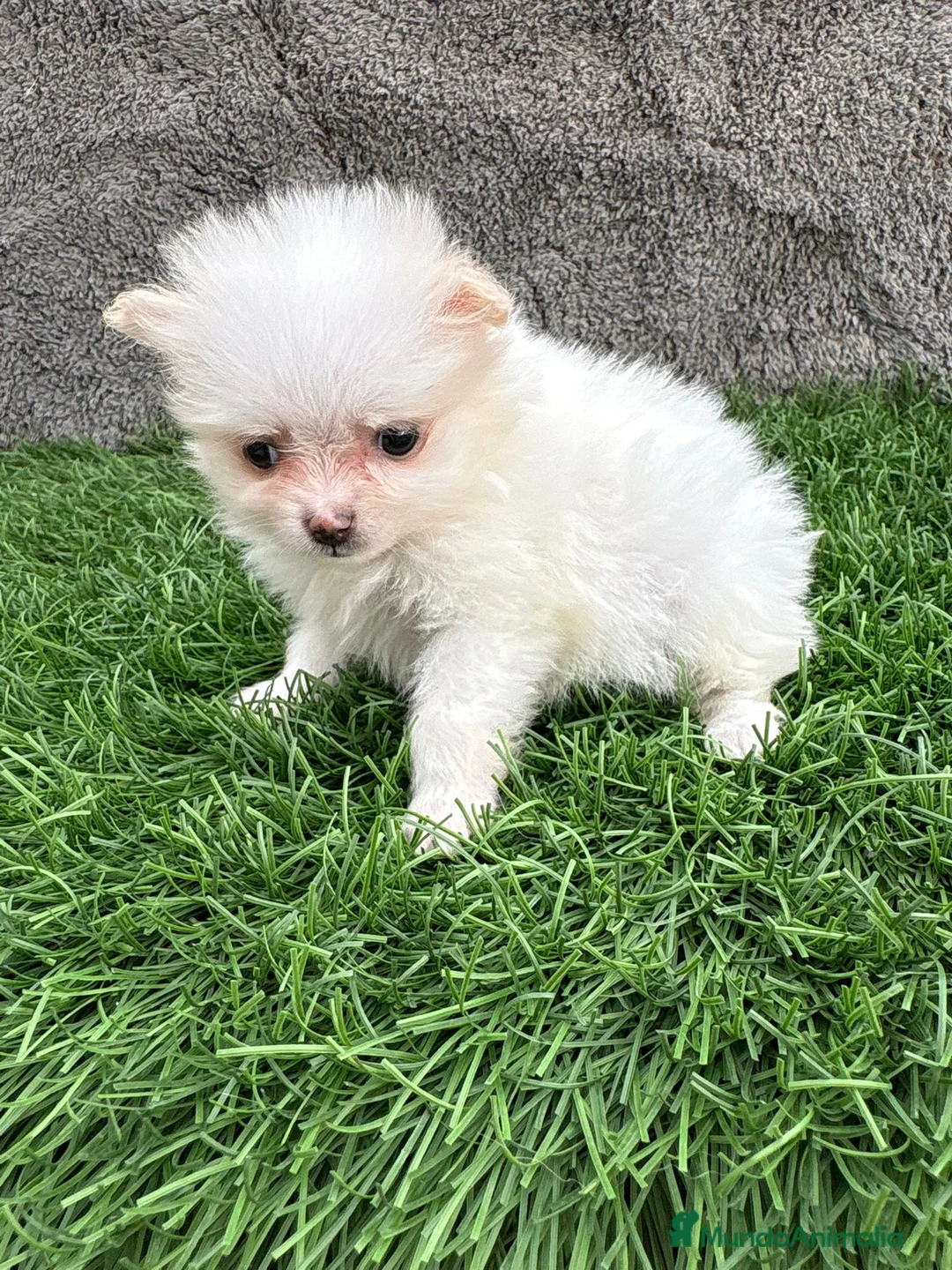 Pomerania perros en venta: Hembra mini toy lulu Pomerania blanca naranja  - Anuncio 17