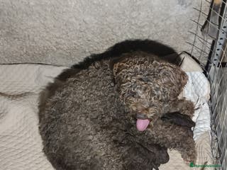 Perro de Agua Español perros Perro de agua - Anuncio 10