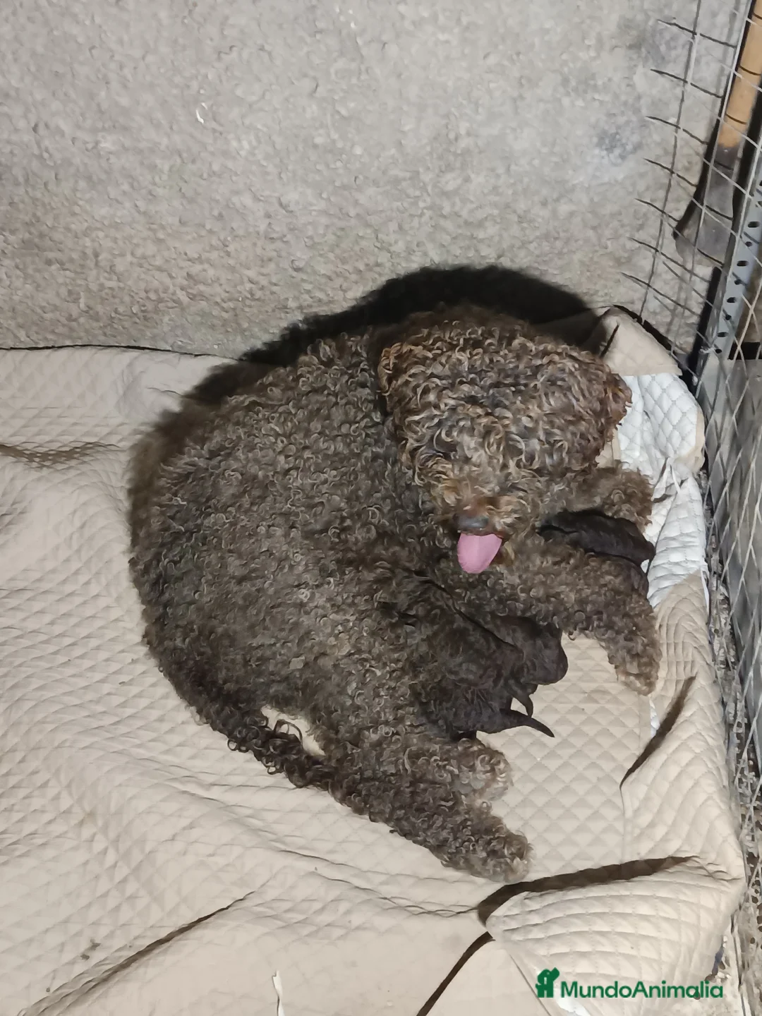 Perro de Agua Español perros en venta: Perro de agua  - Anuncio 1