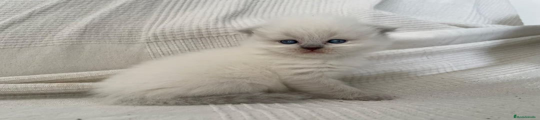 Británico de Pelo Corto Gatito 1