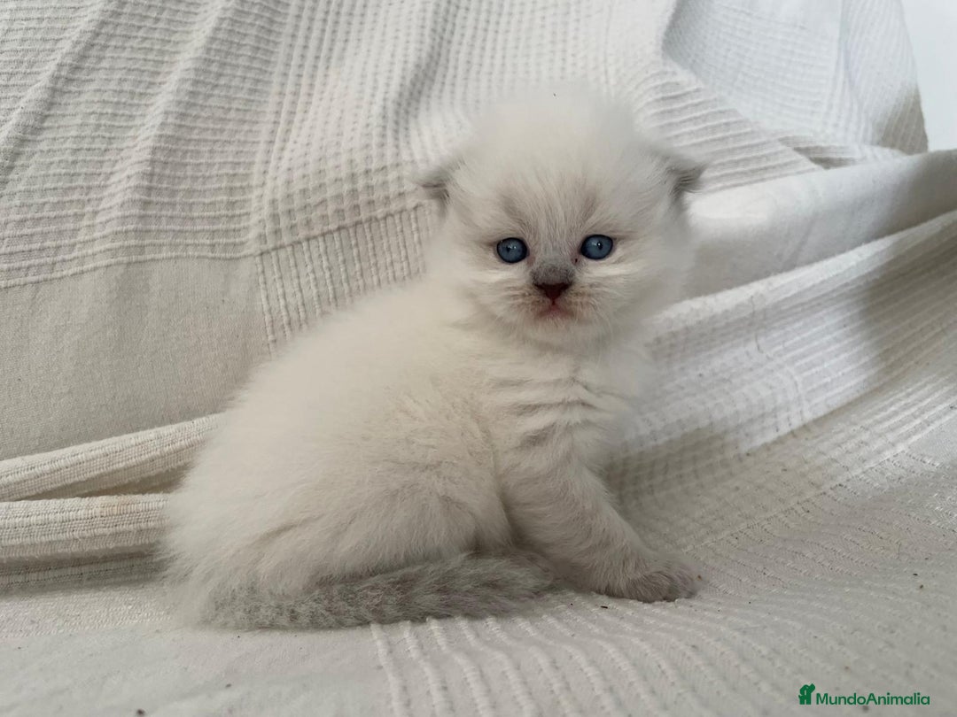Británico de Pelo Corto gatos en venta: Camada british shortair y scottish fold  - Imagen 1