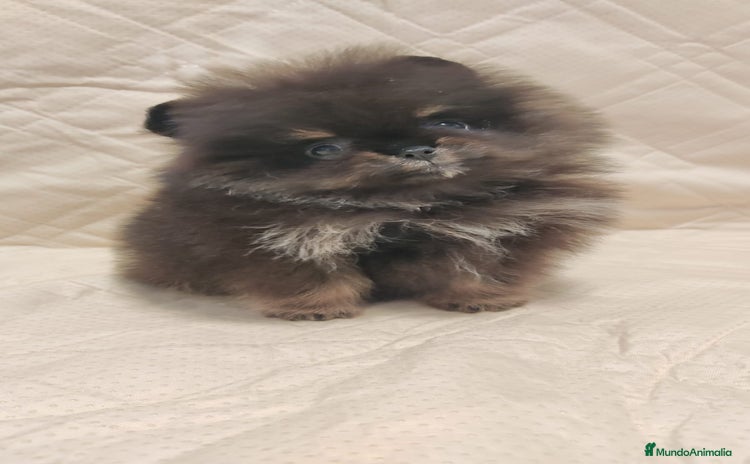 Pomerania perros - Anuncio 4
